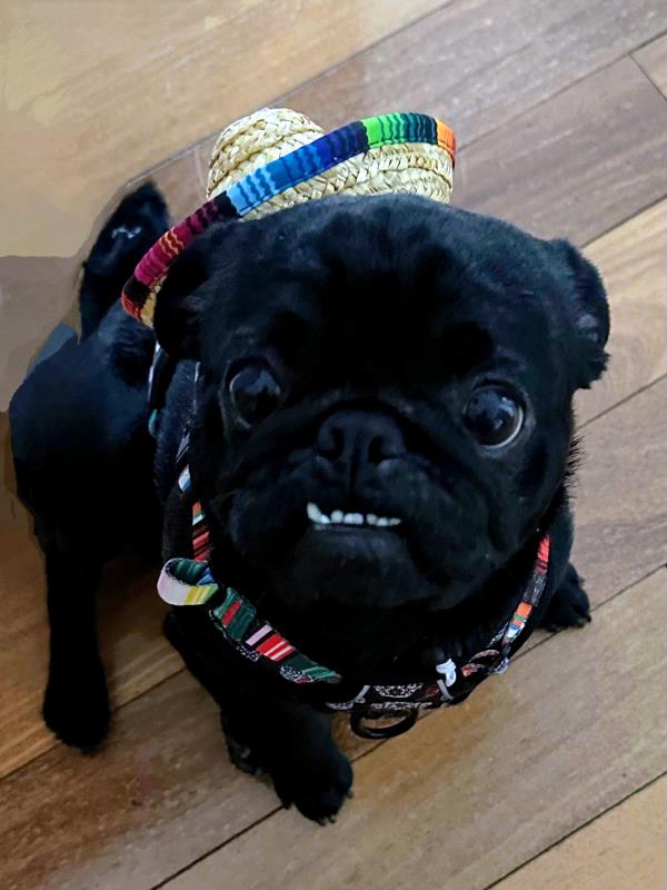 /images/uploads/pug nation rescue of los angeles/pugnation2024/entries/30969thumb.jpg